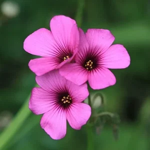 Pink Wood-Sorrel Seeds Perennial Flower 200Pcs Green Pink White Ornamental Herbaceous - Image 3