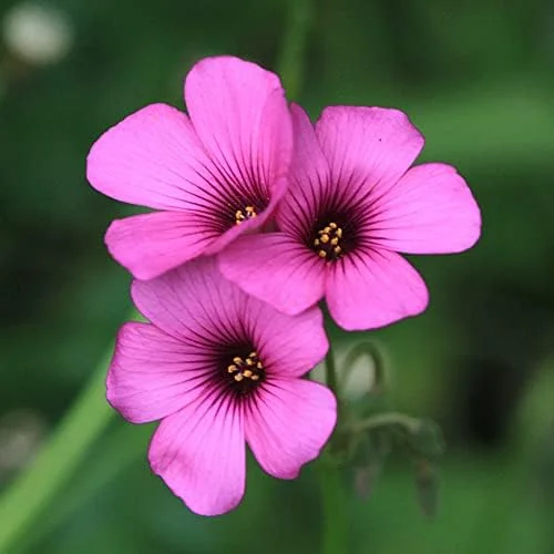 Pink Wood-Sorrel Seeds Perennial Flower 200Pcs Green Pink White Ornamental Herbaceous - Image 3