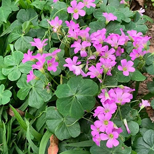 Pink Wood-Sorrel Seeds Perennial Flower 200Pcs Green Pink White Ornamental Herbaceous - Image 4