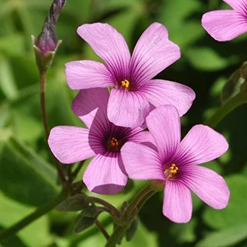Pink Wood-Sorrel Seeds Perennial Flower 200Pcs Green Pink White Ornamental Herbaceous - Image 5