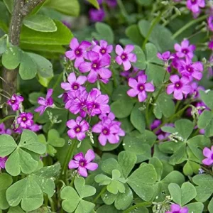 Pink Wood-Sorrel Seeds Perennial Flower 200Pcs Green Pink White Ornamental Herbaceous - Image 6