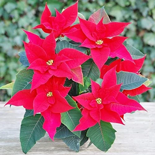 Poinsettia Seeds Christmas Star Perennial Landscape Hedges 100 Pcs Red Shrub Seeds