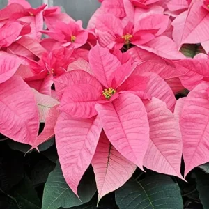 Alternative view of Poinsettia Seeds Christmas Star Perennial Landscape Hedges 100 Pcs Red Shrub Seeds