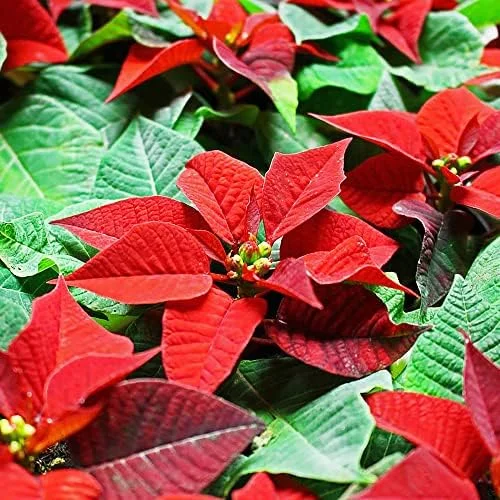 Poinsettia Seeds Christmas Star Perennial Landscape Hedges 100 Pcs Red Shrub Seeds - Image 3