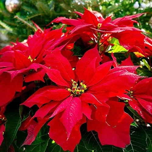 Poinsettia Seeds Christmas Star Perennial Landscape Hedges 100 Pcs Red Shrub Seeds - Image 4