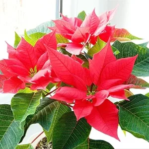 Poinsettia Seeds Christmas Star Perennial Landscape Hedges 100 Pcs Red Shrub Seeds - Image 5