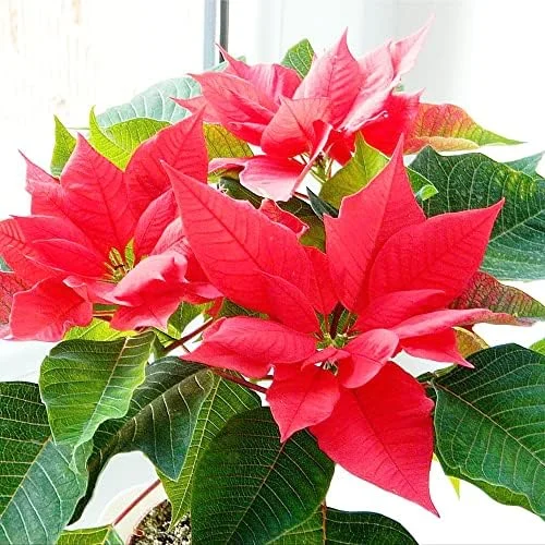 Poinsettia Seeds Christmas Star Perennial Landscape Hedges 100 Pcs Red Shrub Seeds - Image 5