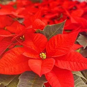 Poinsettia Seeds Christmas Star Perennial Landscape Hedges 100 Pcs Red Shrub Seeds - Image 6