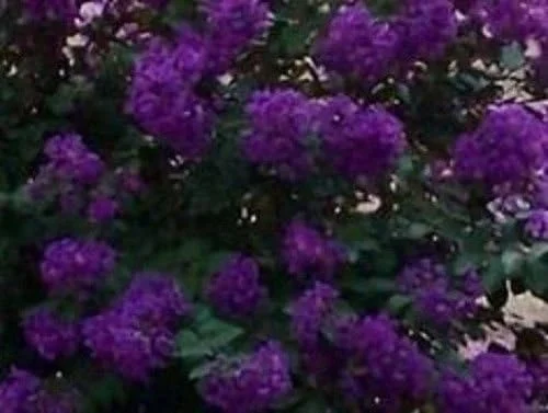 Purple Crape Myrtle Seeds Perennial Tree - 35+ Count Full Sun Starter Pack