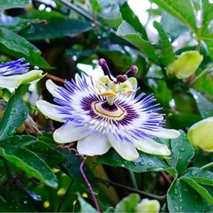 Alternative view of Purple Passion Vine Seeds - Passiflora Incarnata Perennial Showy Evergreen - 100 Count