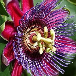 Purple Passion Vine Seeds - Passiflora Incarnata Perennial Showy Evergreen - 100 Count - Image 3