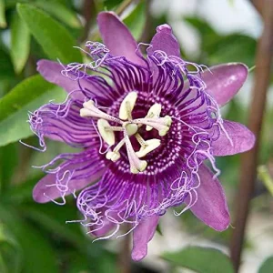 Purple Passion Vine Seeds - Passiflora Incarnata Perennial Showy Evergreen - 100 Count - Image 4