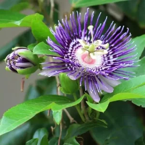 Purple Passion Vine Seeds - Passiflora Incarnata Perennial Showy Evergreen - 100 Count - Image 5