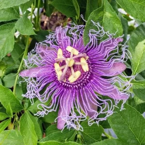 Purple Passion Vine Seeds - Passiflora Incarnata Perennial Showy Evergreen - 100 Count - Image 6