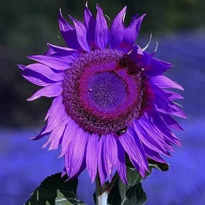 Purple Sunflower Seeds, Ornamental Flower Seeds, 25 Count, Purple, Non-GMO