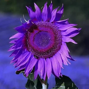Alternative view of Purple Sunflower Seeds, Ornamental Flower Seeds, 25 Count, Purple, Non-GMO
