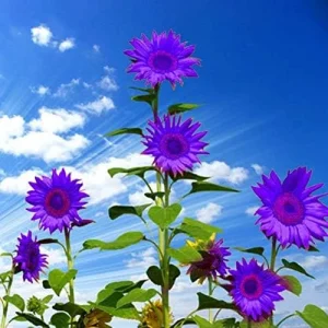 Purple Sunflower Seeds, Ornamental Flower Seeds, 25 Count, Purple, Non-GMO - Image 3