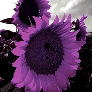 Purple Sunflower Seeds, Ornamental Flower Seeds, 25 Count, Purple, Non-GMO - Image 4