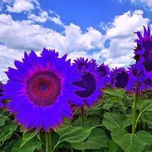 Purple Sunflower Seeds, Ornamental Flower Seeds, 25 Count, Purple, Non-GMO - Image 5