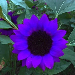 Purple Sunflower Seeds, Ornamental Flower Seeds, 25 Count, Purple, Non-GMO - Image 6