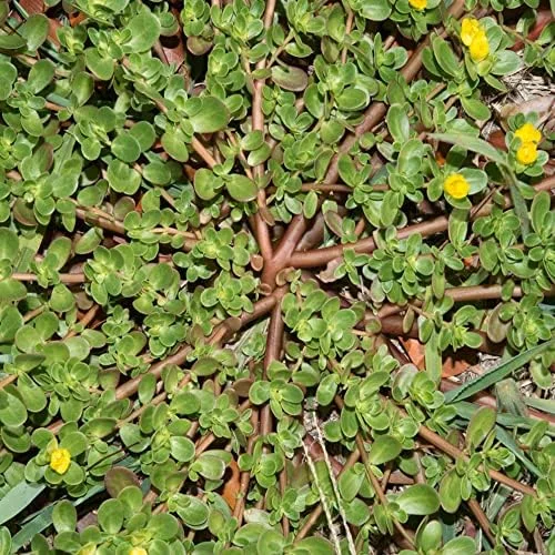 Purslane Seeds Verdolaga Succulent Annual Herb, 3000 Pcs, Yellow, GMO-Free - Image 2
