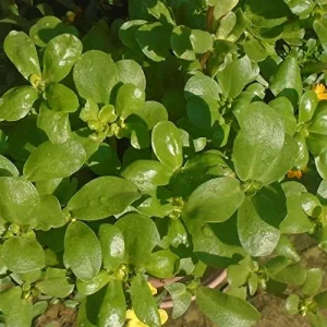Purslane Seeds Verdolaga Succulent Annual Herb, 3000 Pcs, Yellow, GMO-Free - Image 3