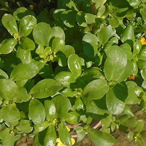Purslane Seeds Verdolaga Succulent Annual Herb, 3000 Pcs, Yellow, GMO-Free - Image 3