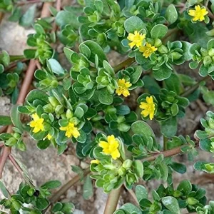 Purslane Seeds Verdolaga Succulent Annual Herb, 3000 Pcs, Yellow, GMO-Free - Image 4