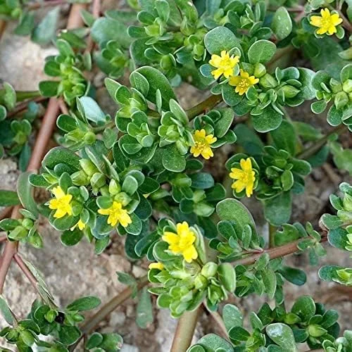 Purslane Seeds Verdolaga Succulent Annual Herb, 3000 Pcs, Yellow, GMO-Free - Image 4