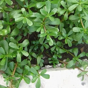 Purslane Seeds Verdolaga Succulent Annual Herb, 3000 Pcs, Yellow, GMO-Free - Image 5