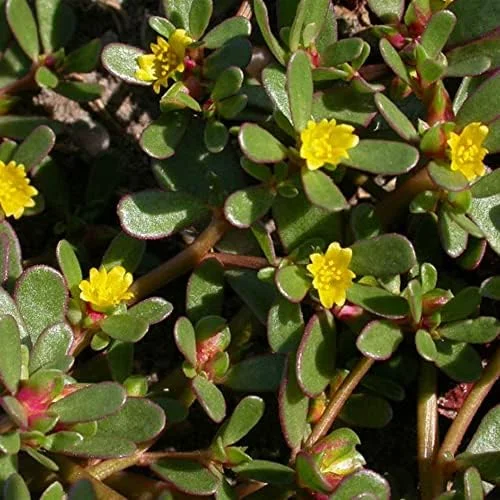 Purslane Seeds Verdolaga Succulent Annual Herb, 3000 Pcs, Yellow, GMO-Free - Image 6