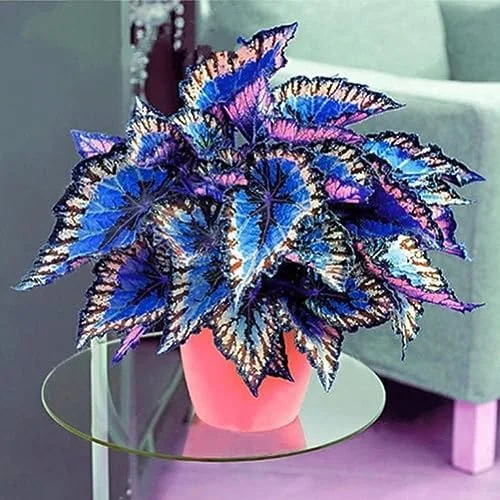 Rare Coleus Seeds Vibrant Foliage Ornamental Plant Easy Care Outdoor 100Pcs Colorful - Image 2