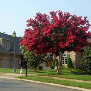 Alternative view of Red Crepe Myrtle Seeds, Deciduous Flowering Tree, 35 Pcs, Red, Low Maintenance Hedge & Screen