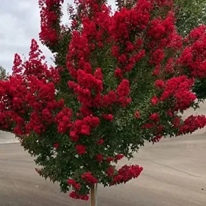 Red Crepe Myrtle Seeds, Deciduous Flowering Tree, 35 Pcs, Red, Low Maintenance Hedge & Screen - Image 3