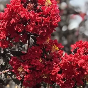 Red Crepe Myrtle Seeds, Deciduous Flowering Tree, 35 Pcs, Red, Low Maintenance Hedge & Screen - Image 4