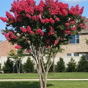 Red Crepe Myrtle Seeds, Deciduous Flowering Tree, 35 Pcs, Red, Low Maintenance Hedge & Screen - Image 5