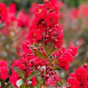 Red Crepe Myrtle Seeds, Deciduous Flowering Tree, 35 Pcs, Red, Low Maintenance Hedge & Screen - Image 6