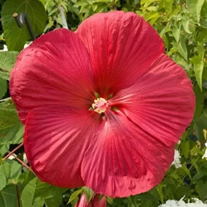 Red Hibiscus Flower Seeds Huge 10-12 Inch Perennial Blooms for Garden