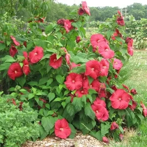 Alternative view of Red Hibiscus Flower Seeds Huge 10-12 Inch Perennial Blooms for Garden