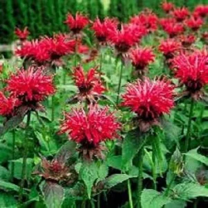 Red Monarda Bee Balm Flower Seeds Perennial - 25+ Seeds, Easy Grow, Full Sun, Vibrant Red Blooms, Attracts Pollinators