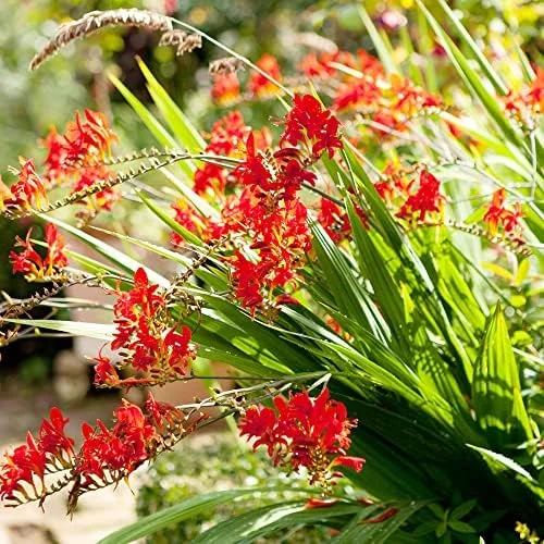 Red Montbretia Flower Seeds 10 Count Attracts Butterflies Birds Deer Resistant Drought Tolerant Outdoor