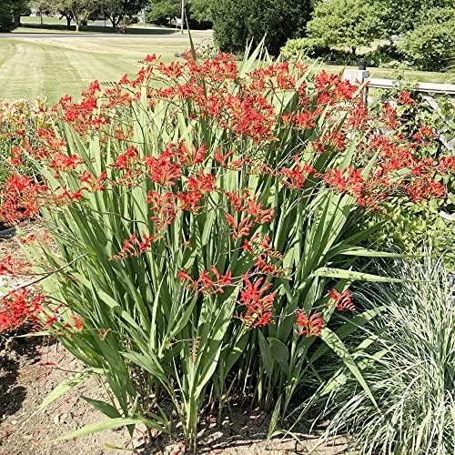Red Montbretia Flower Seeds 10 Count Attracts Butterflies Birds Deer Resistant Drought Tolerant Outdoor - Image 2