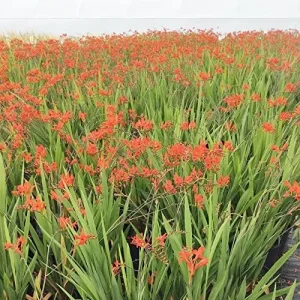 Red Montbretia Flower Seeds 10 Count Attracts Butterflies Birds Deer Resistant Drought Tolerant Outdoor - Image 3