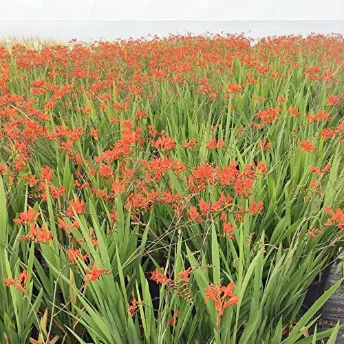 Red Montbretia Flower Seeds 10 Count Attracts Butterflies Birds Deer Resistant Drought Tolerant Outdoor - Image 3