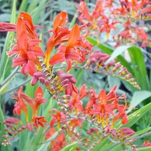 Red Montbretia Flower Seeds 10 Count Attracts Butterflies Birds Deer Resistant Drought Tolerant Outdoor - Image 4