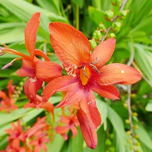 Red Montbretia Flower Seeds 10 Count Attracts Butterflies Birds Deer Resistant Drought Tolerant Outdoor - Image 5