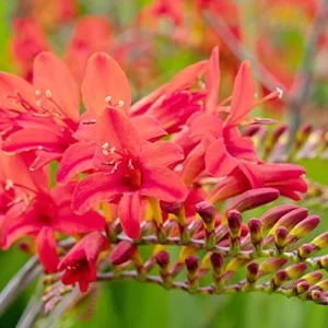Red Montbretia Flower Seeds 10 Count Attracts Butterflies Birds Deer Resistant Drought Tolerant Outdoor - Image 6