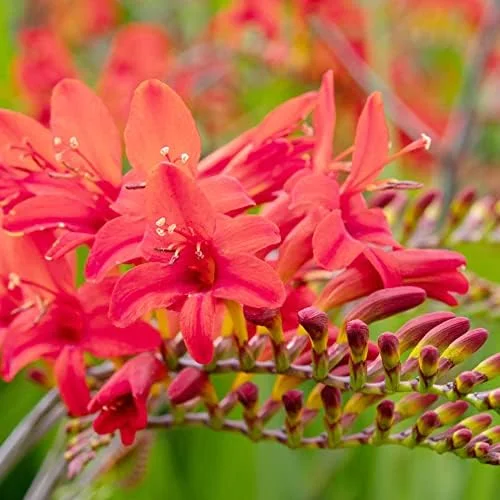 Red Montbretia Flower Seeds 10 Count Attracts Butterflies Birds Deer Resistant Drought Tolerant Outdoor - Image 6