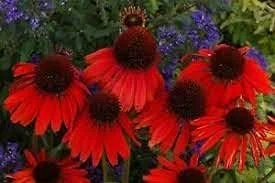 Red Ruby Echinacea Seeds 100 Pcs Perennial Coneflower Red Full Sun