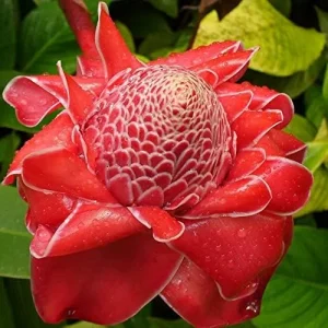 Alternative view of Red Torch Ginger Seeds Etlingera Elatior Tropical Flowering Plant Outdoor 5 Pcs